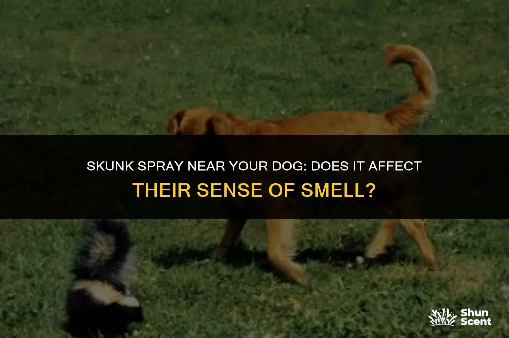does your dog smell if a skunk sprays near them