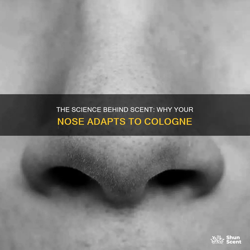 does your nose get used to cologne