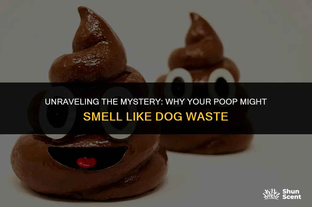 does your poop smell like dog shit