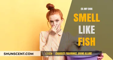 Why Does My Dog Smell Like Fish? Causes and Solutions