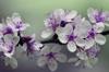 fragrances