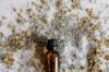 fragrances