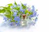 fragrances