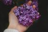fragrances