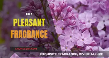 The Sweet Smell of Success: Fragrance and Its Power
