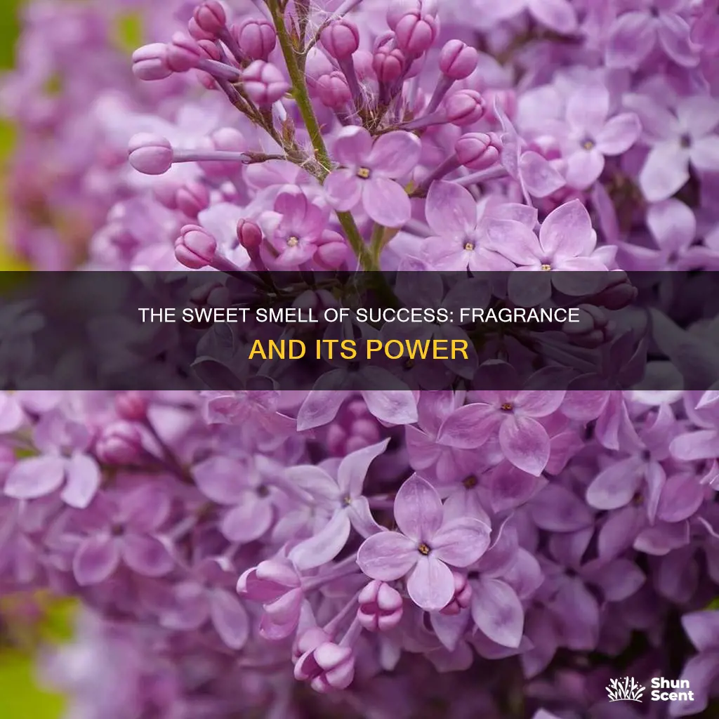 has a pleasant fragrance