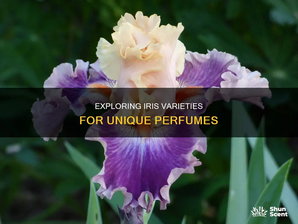 has anyone tried different varieties of iris for perfume
