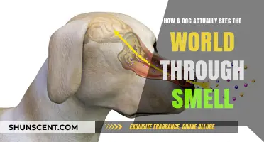Unveiling the Canine World: A Journey Through Scent and Perception