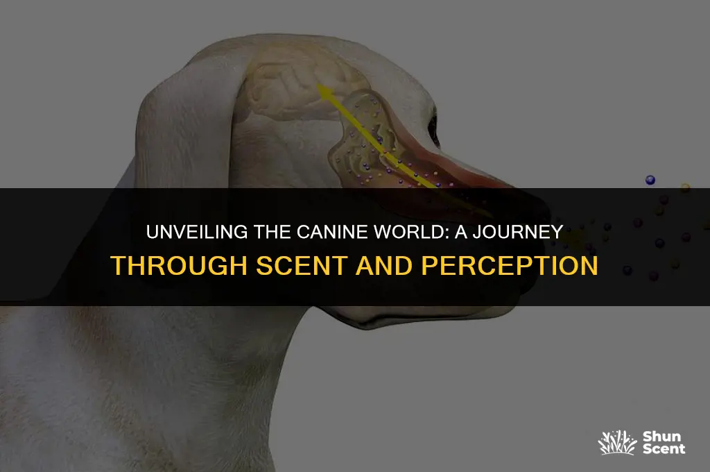 how a dog actually sees the world through smell