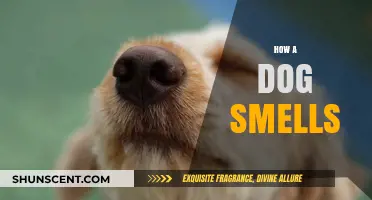 Unleashing the Secrets: How Dogs Use Their Incredible Sense of Smell