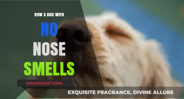 Unveiling the Mystery: How a Noseless Dog Discovers Scents