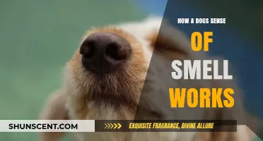 Unleashing the Power: A Dog's Incredible Sense of Smell Explained