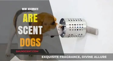 Unleashing the Truth: Evaluating Scent Dogs' Detection Accuracy