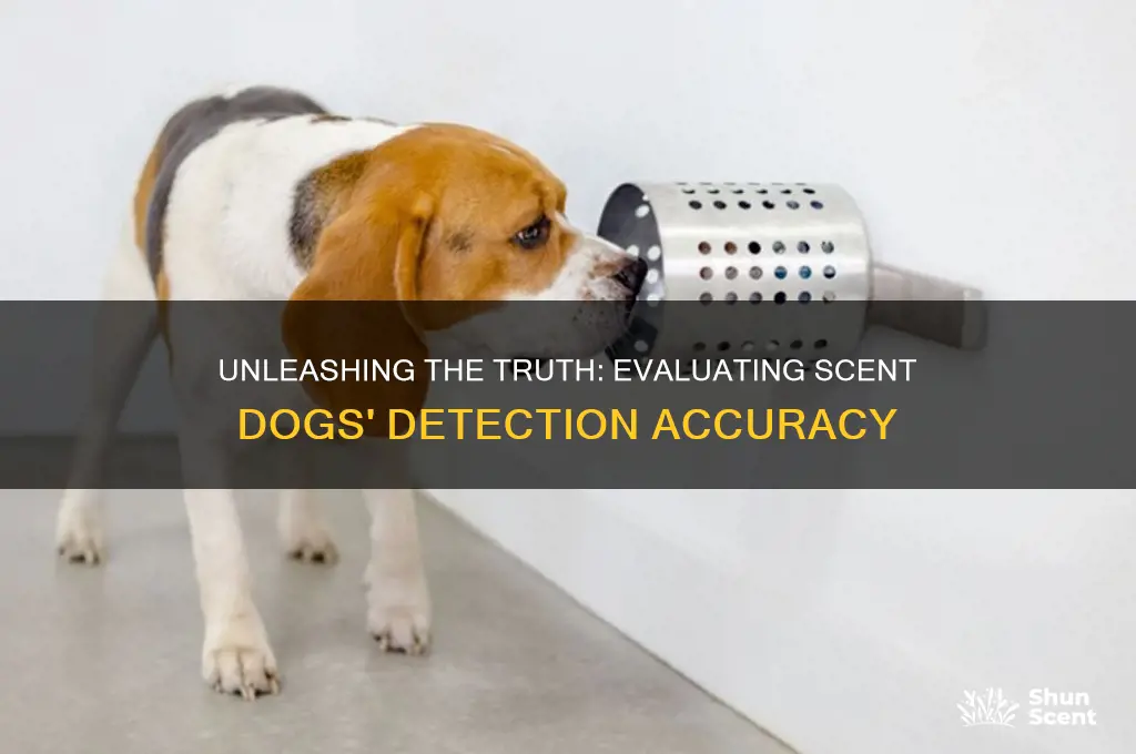 how accurate are scent dogs