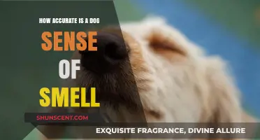 Unleashing the Power: A Dog's Sense of Smell Explained