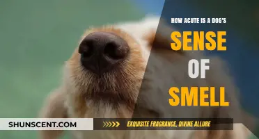 Unleashing the Power: A Dog's Incredible Sense of Smell Explained