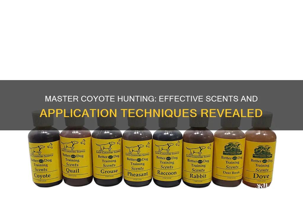 how and what scent to use coyote hunting