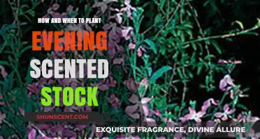 Planting Evening-Scented Stock: Timing, Tips, and Fragrant Garden Success