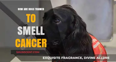 Unleashing the Power: How Dogs Are Trained to Sniff Out Cancer