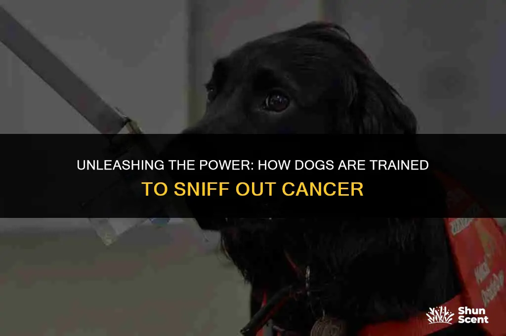 how are dogs trained to smell cancer