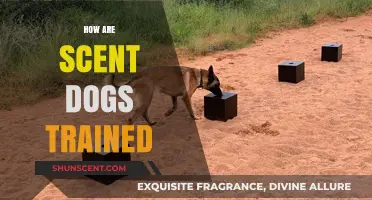 Training Scent Dogs: Techniques, Skills, and Expertise Behind Their Success