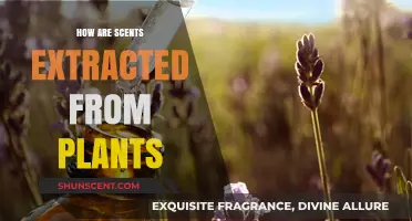 Unveiling Nature's Aromas: Techniques for Extracting Scents from Plants
