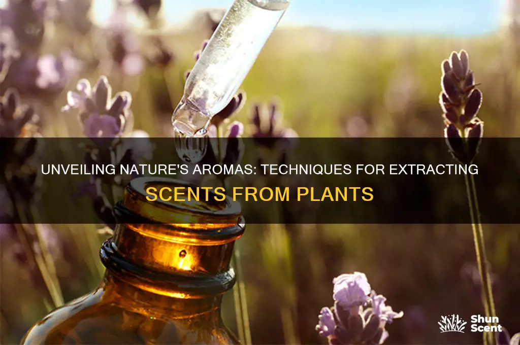 how are scents extracted from plants