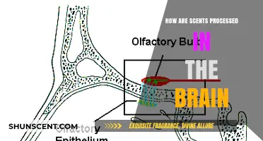 Unraveling the Brain's Olfactory Journey: How Scents Are Processed