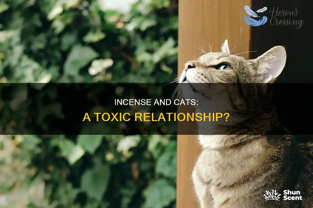 how bad are incense for cats