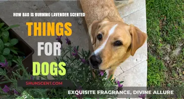 Lavender Scents and Canine Safety: Are Burning Fragrances Harmful?