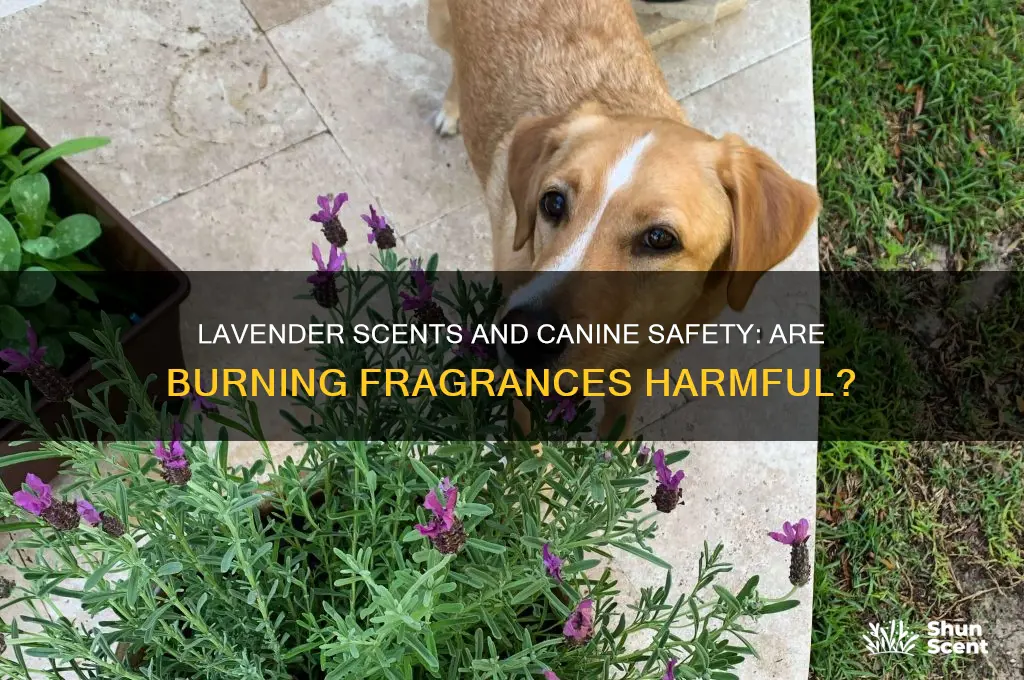 how bad is burning lavender scented things for dogs