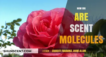 Unveiling the Microscopic World: Understanding the Size of Scent Molecules