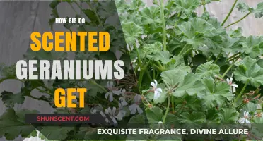 Scented Geraniums Growth Guide: Size, Care, and Blooming Potential