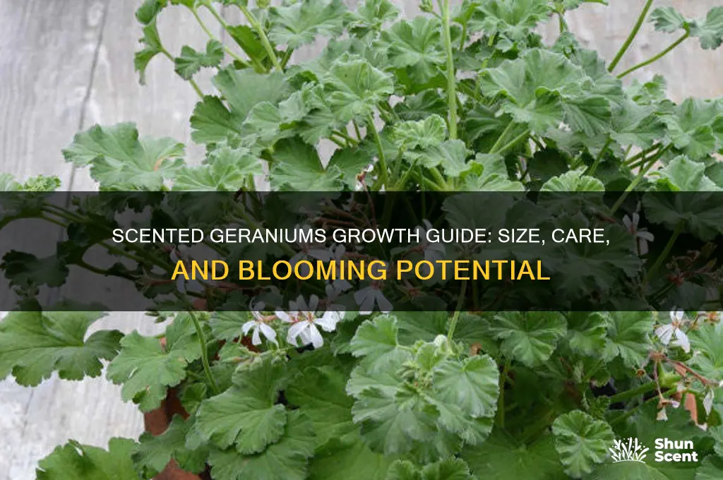 how big do scented geraniums get