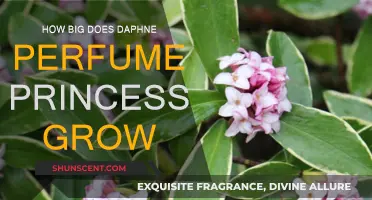 Daphne 'Perfume Princess': How Big Does It Grow?