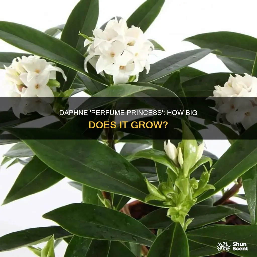 how big does daphne perfume princess grow