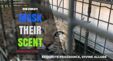 Bobcats' Stealthy Survival: Mastering Scent Masking in the Wild