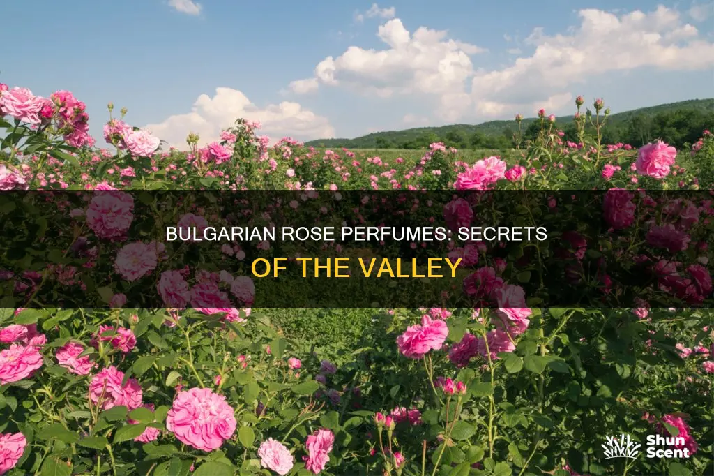 how bulgarian grow roses perfume