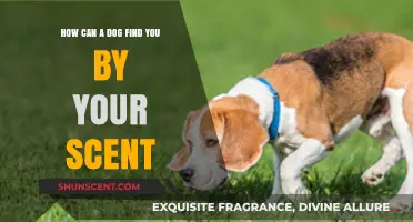 How Dogs Use Scent Tracking to Locate Their Owners