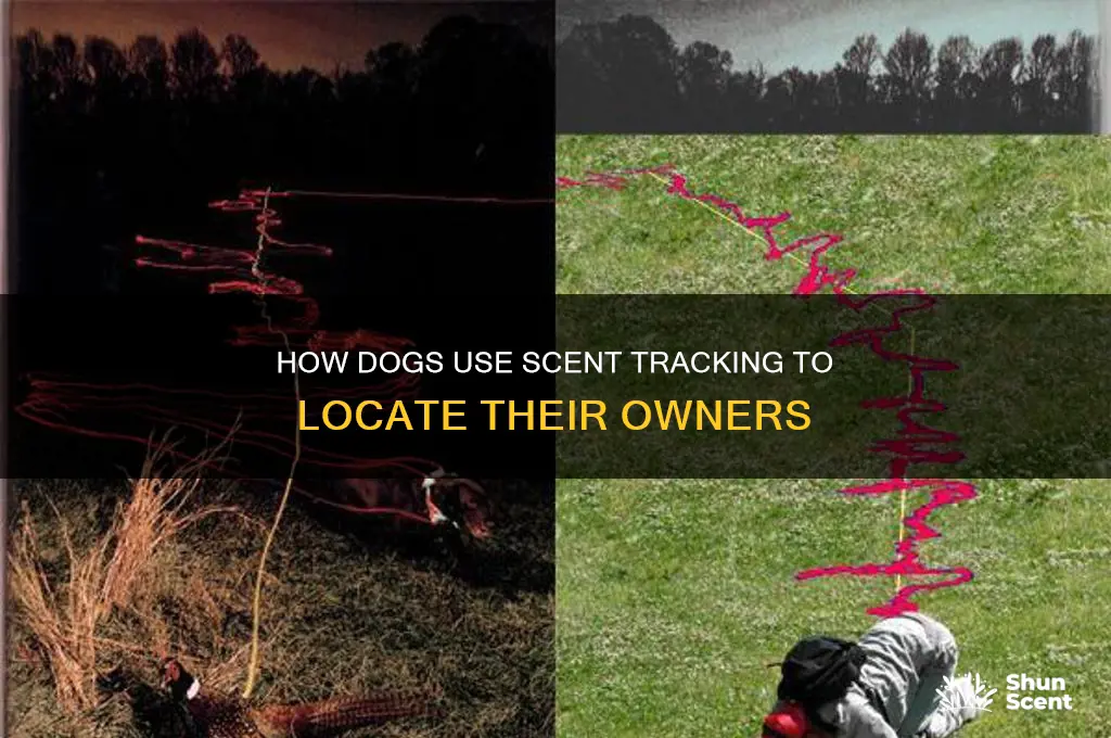 how can a dog find you by your scent