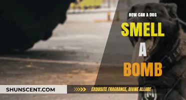Sniffing Out Danger: How Dogs Detect Bombs