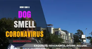 Canine Noses: The Surprising Ability to Detect COVID-19