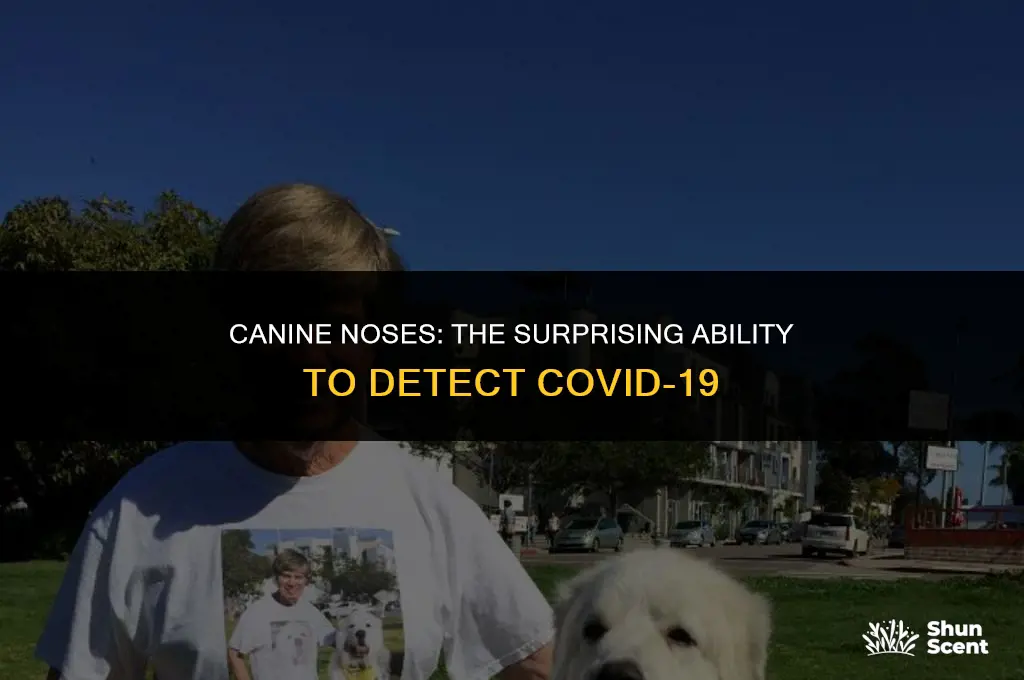 how can a dog smell coronavirus