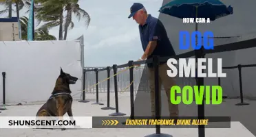Canine Noses Know: Detecting COVID-19 Through Dog Smell