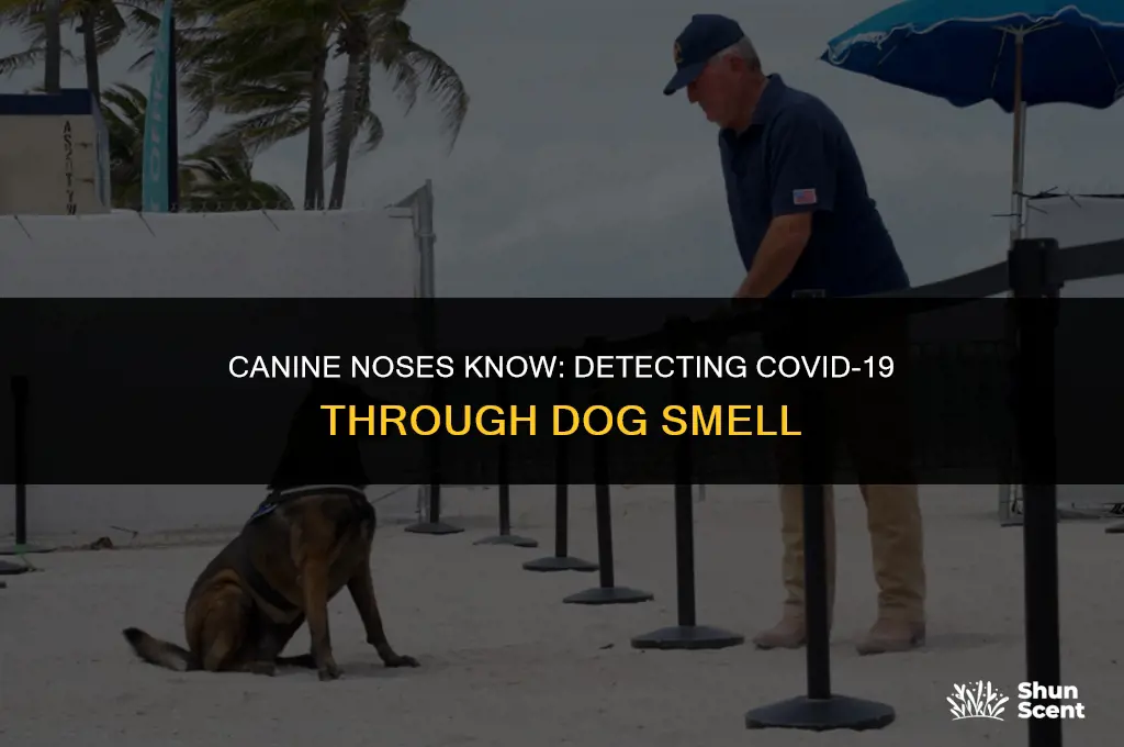 how can a dog smell covid