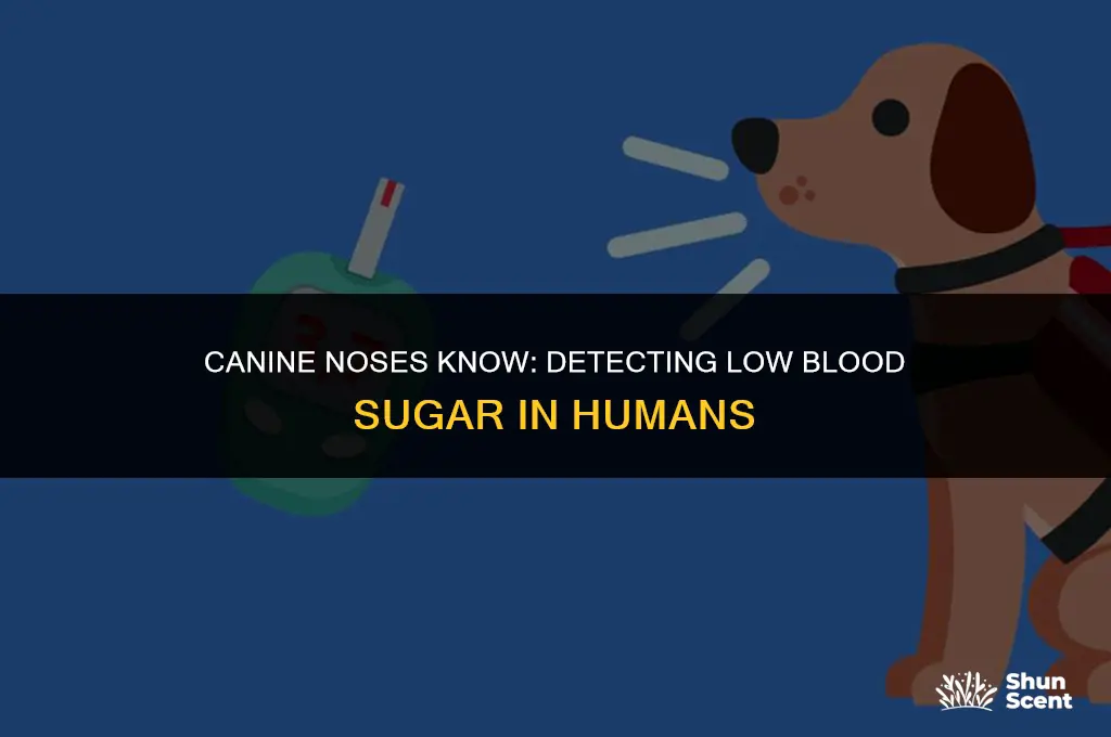 how can a dog smell low blood sugar