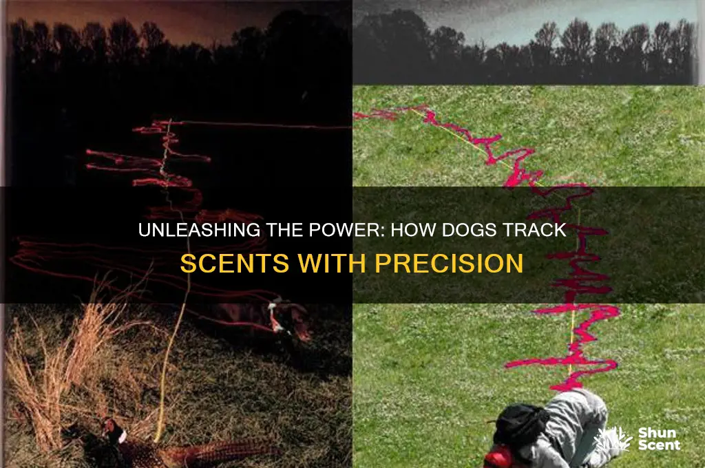 how can a dog track a scent