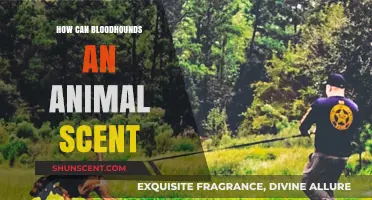 Unraveling Bloodhounds' Extraordinary Scent Tracking Abilities and Animal Detection Skills