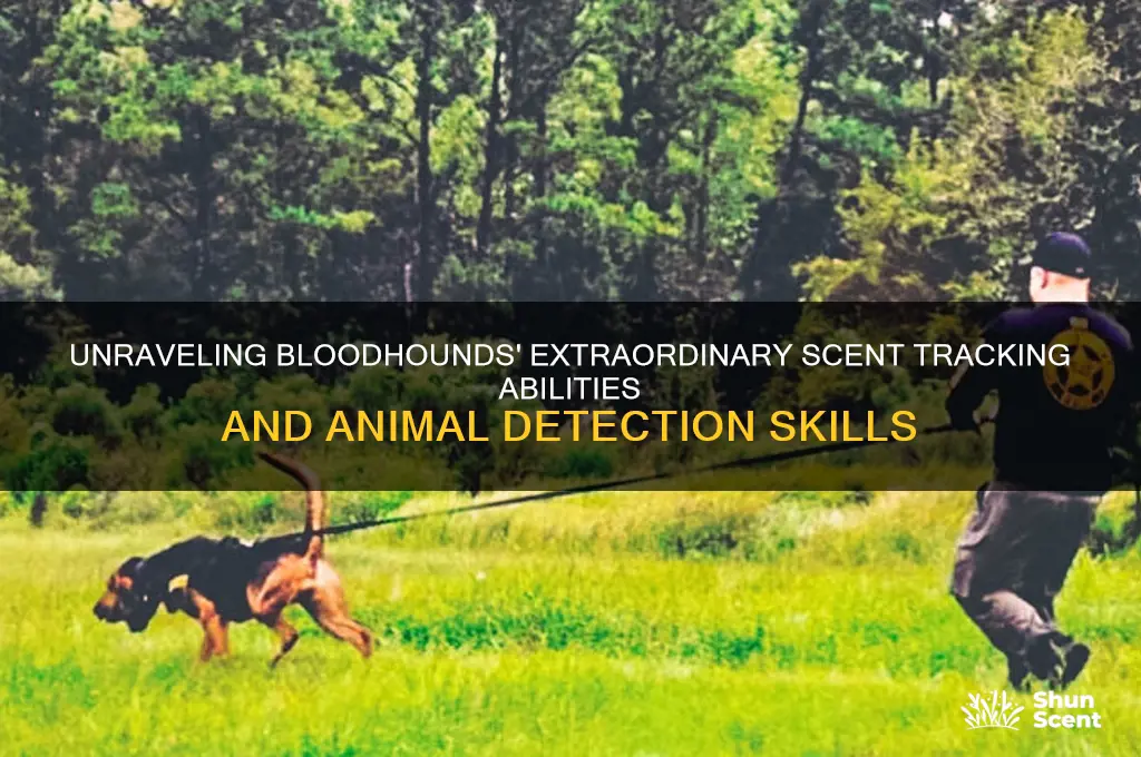 how can bloodhounds an animal scent