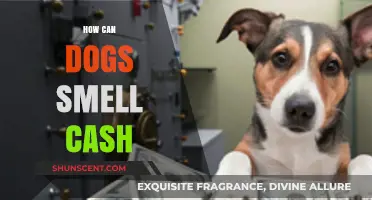 Sniffing Out Money: The Astonishing Canine Sense of Smell and Cash Detection